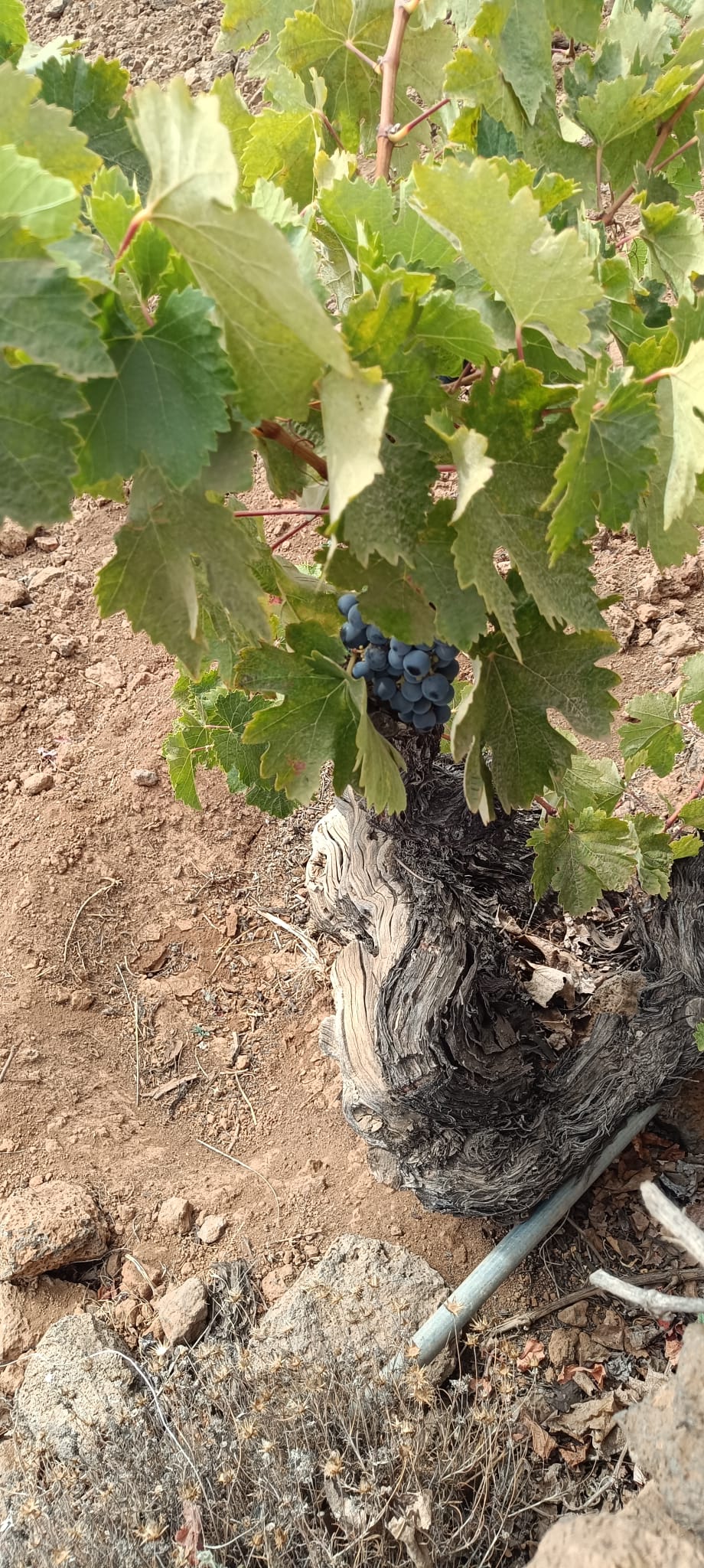 Wine Tour